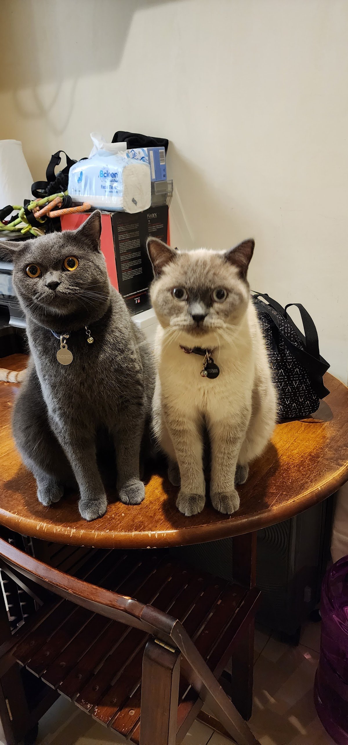 Harmony Vet Clinic