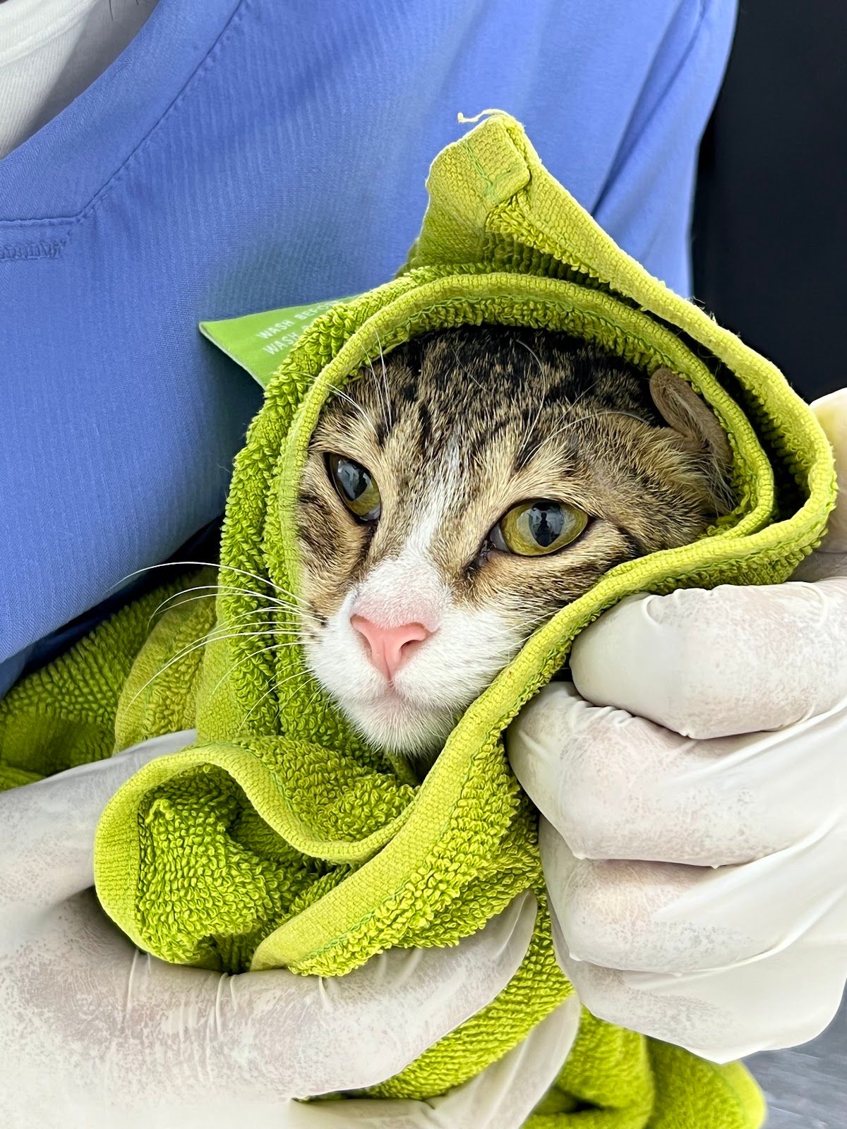 Harmony Vet Clinic 5