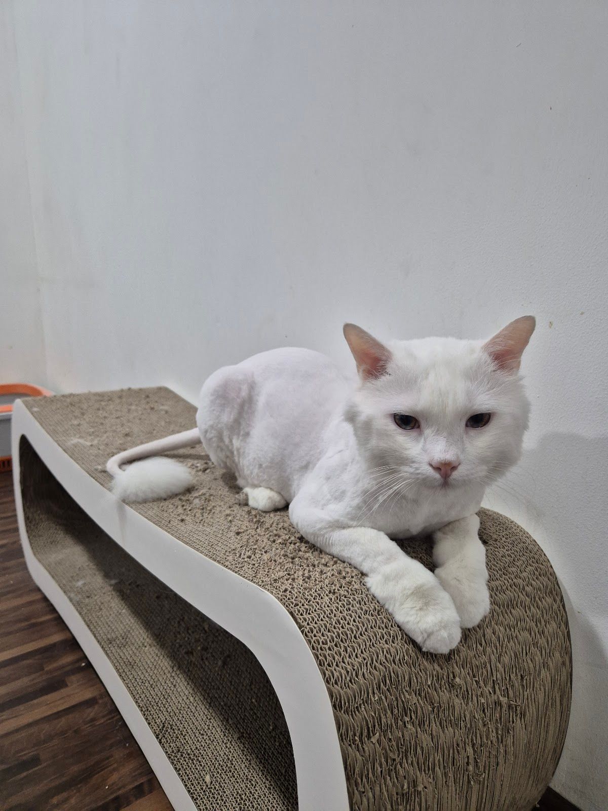 Pets Lounge UAE – Pet Grooming & Pet Store in Dubai 4
