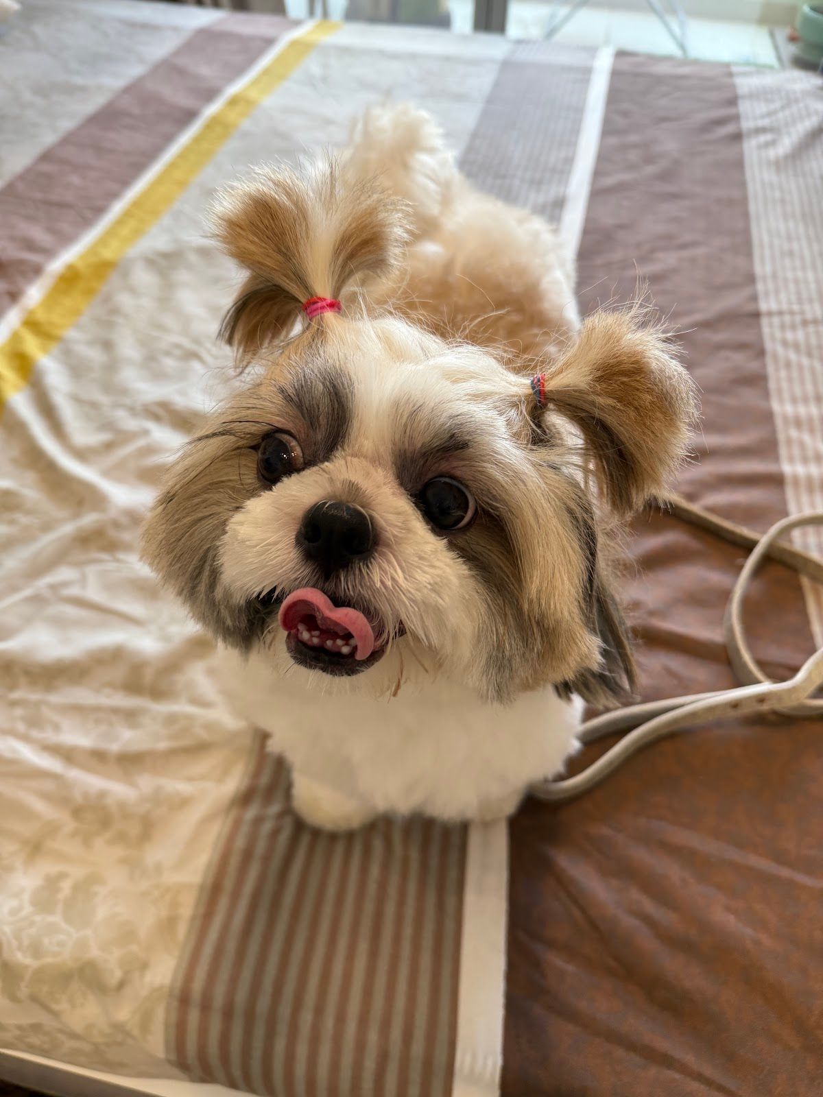 Posh Pamper Mobile Pets Grooming 3