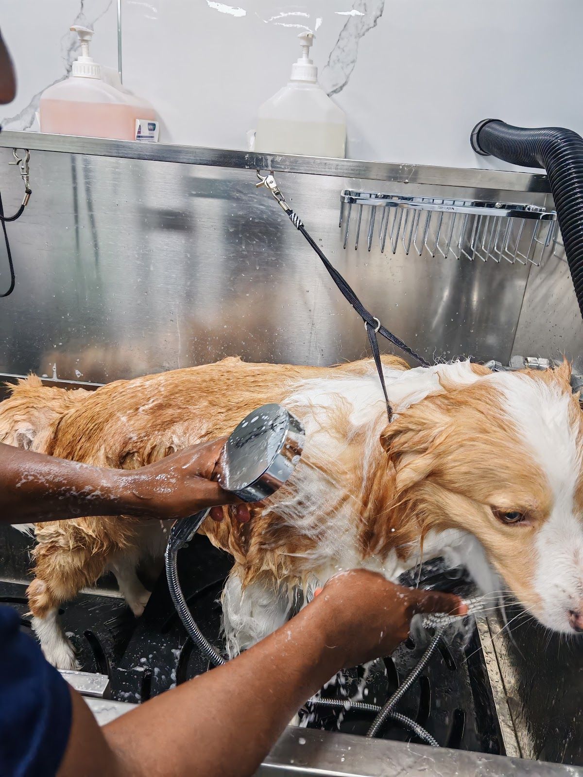 Posh Pamper Mobile Pets Grooming 4