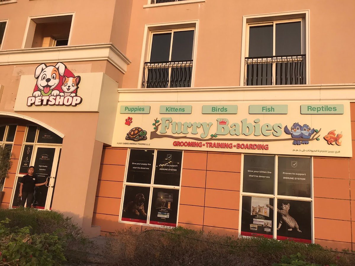 Pet Shop Furry Babies Dogs & Puppies For Sale In Dubai