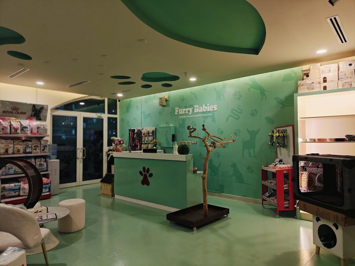 Pet Shop Furry Babies Dogs & Puppies For Sale In Dubai 2