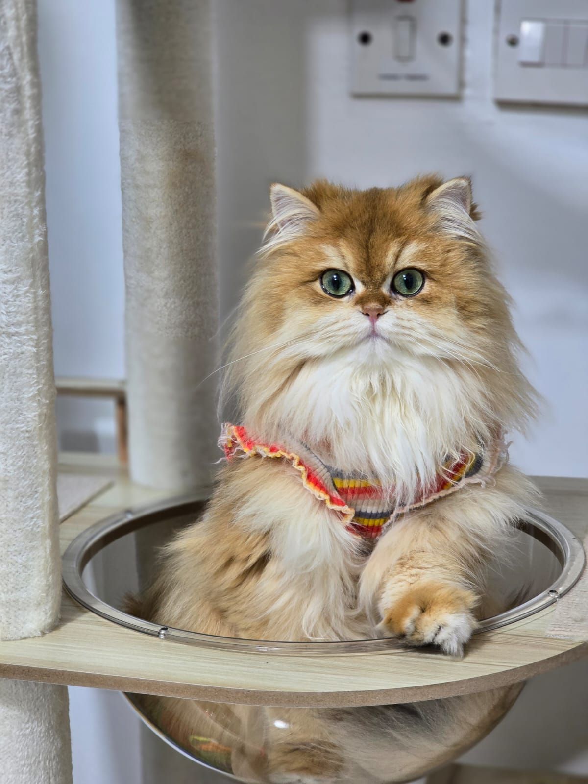 Pet Shop Furry Babies Dogs & Puppies For Sale In Dubai 3