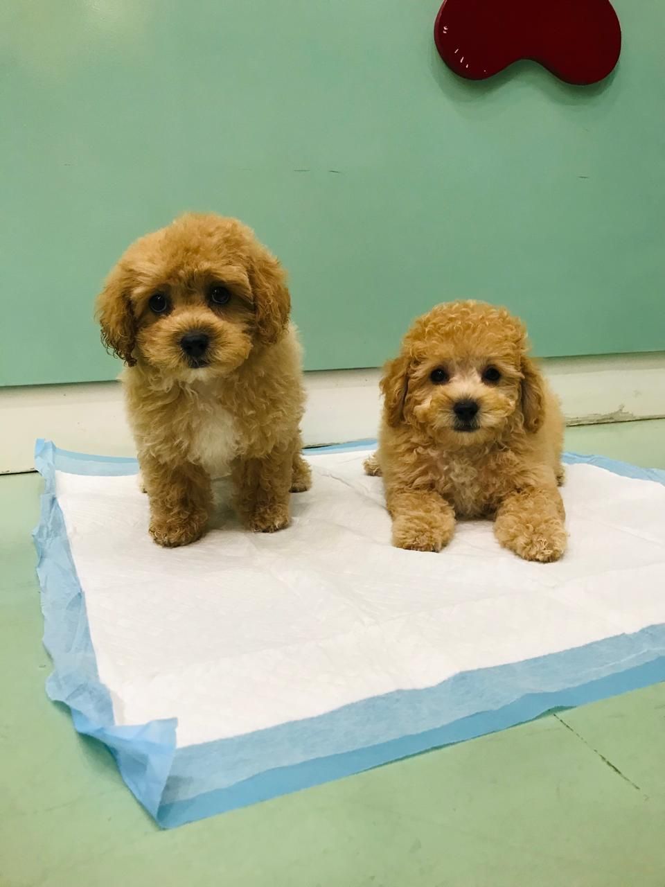 Pet Shop Furry Babies Dogs & Puppies For Sale In Dubai 4