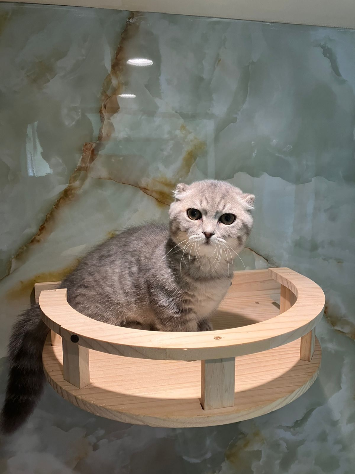 Pet Shop Furry Babies Dogs & Puppies For Sale In Dubai 5
