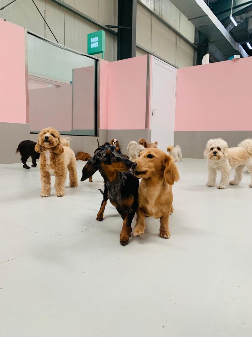 My Dogtel Dubai - Dog Boarding, Dog Daycare & Grooming