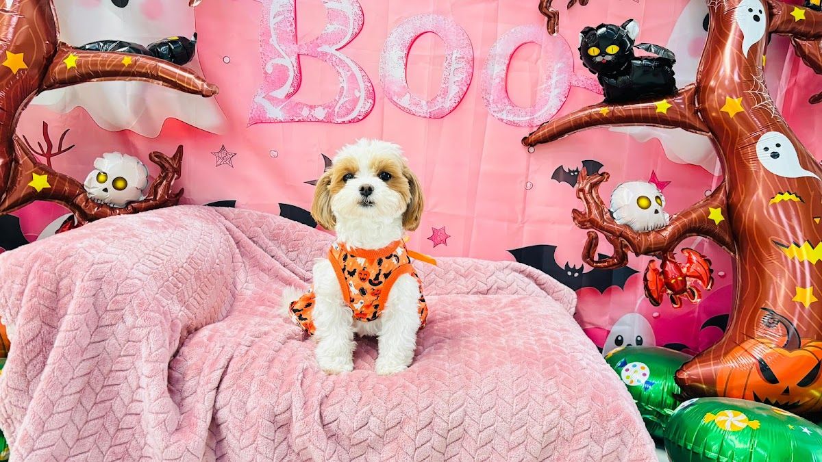 My Dogtel Dubai - Dog Boarding, Dog Daycare & Grooming 4