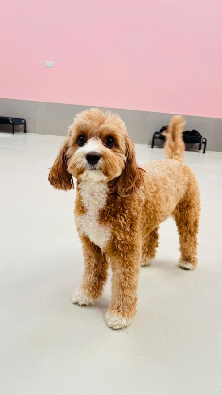 My Dogtel Dubai - Dog Boarding, Dog Daycare & Grooming 5