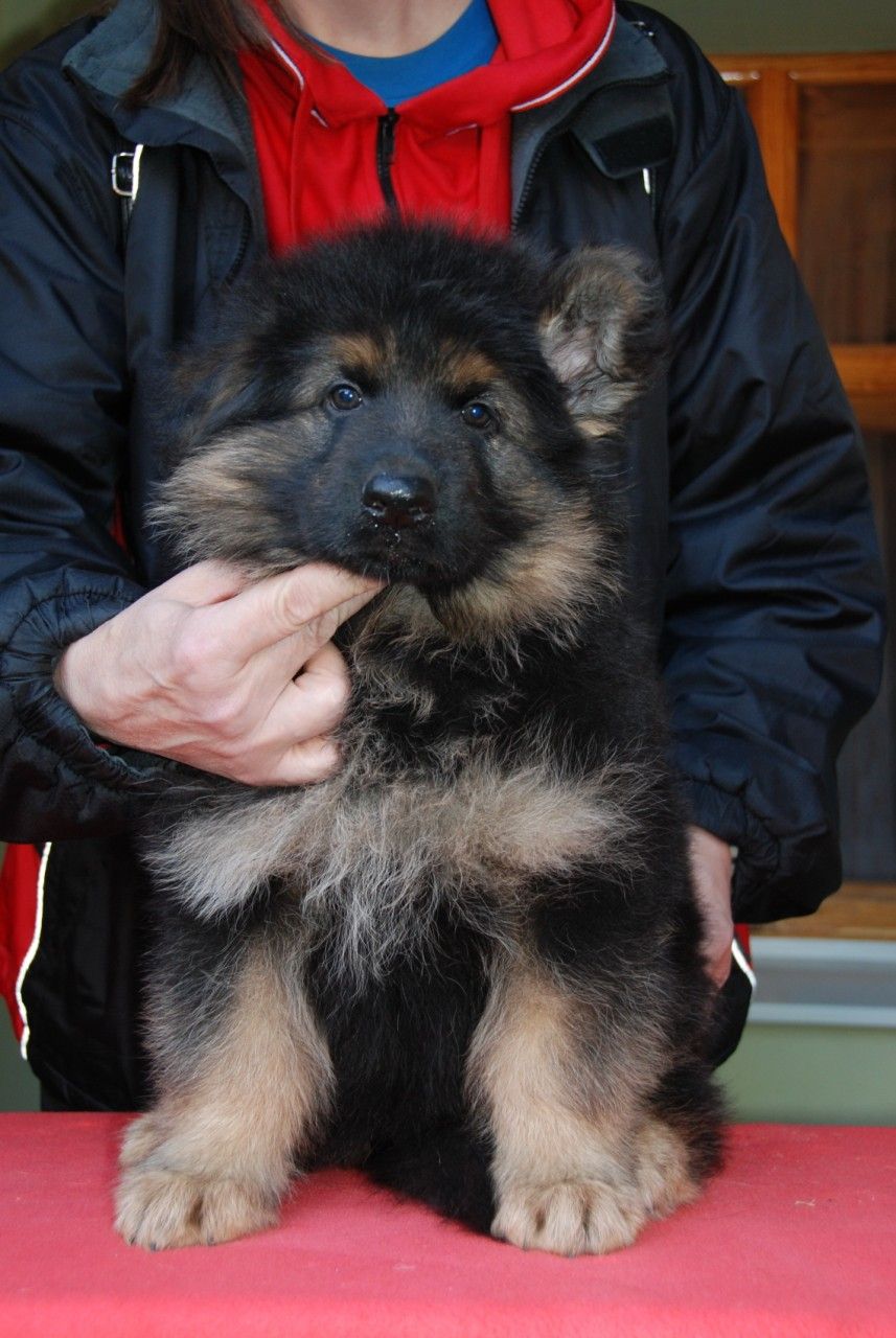 Furs & Feathers Pets 3