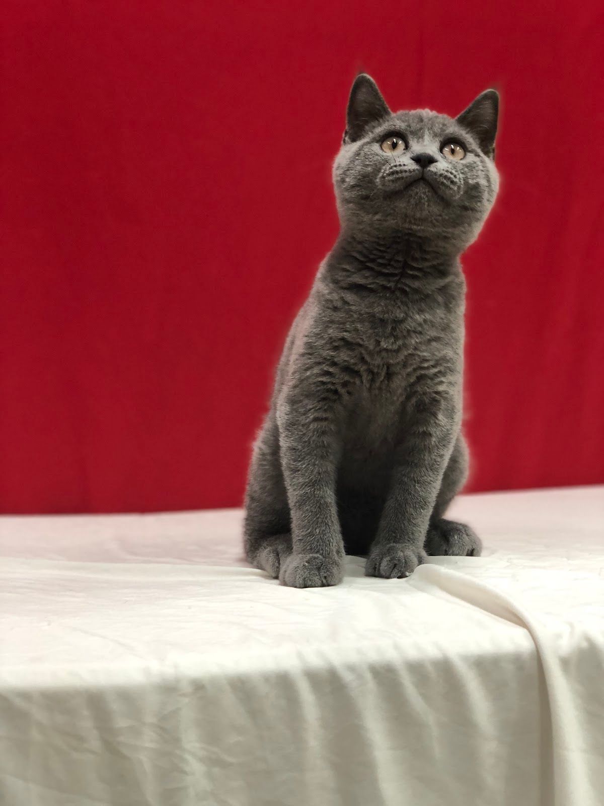 Furs & Feathers Pets 4