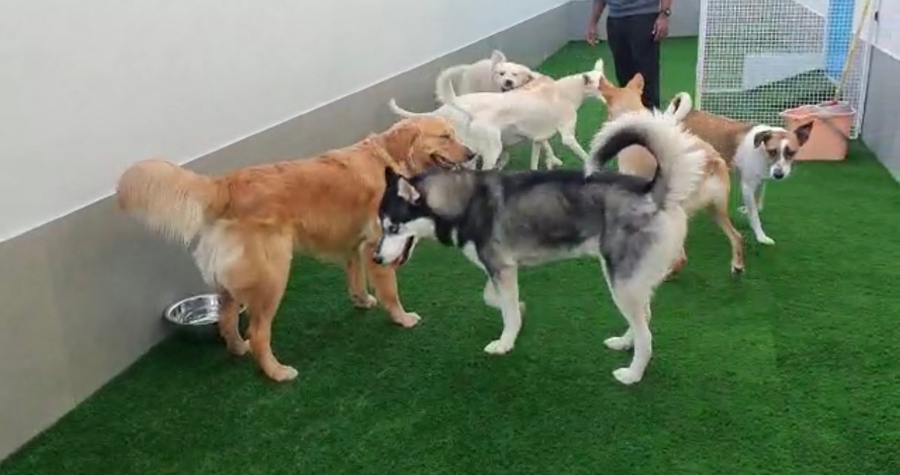 Romis Home Pets Nursery Ras Al Khor