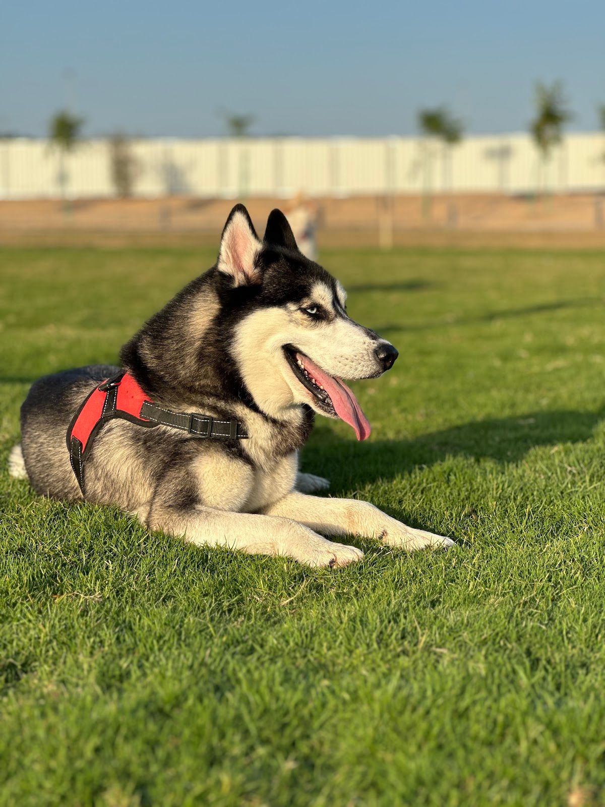 Romis Home Pets Nursery Ras Al Khor 2