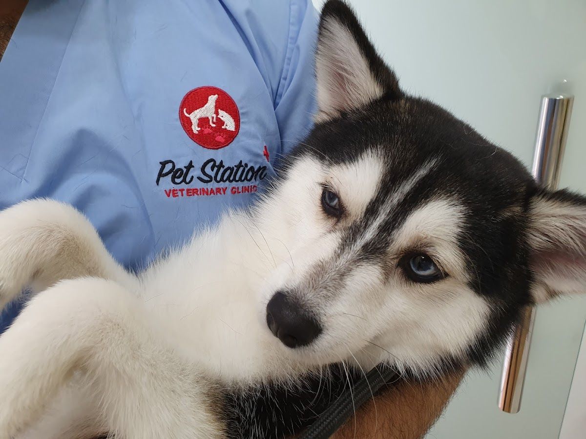 Pet Station Veterinary Clinic 3