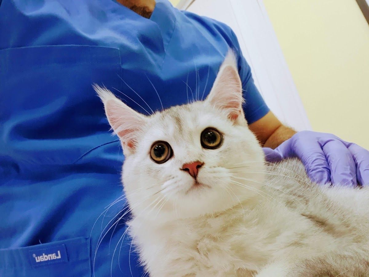 Pet Station Veterinary Clinic 4