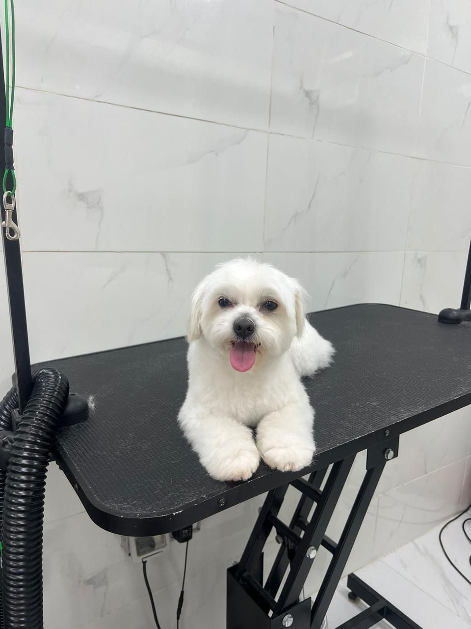 Paws & Relax 4
