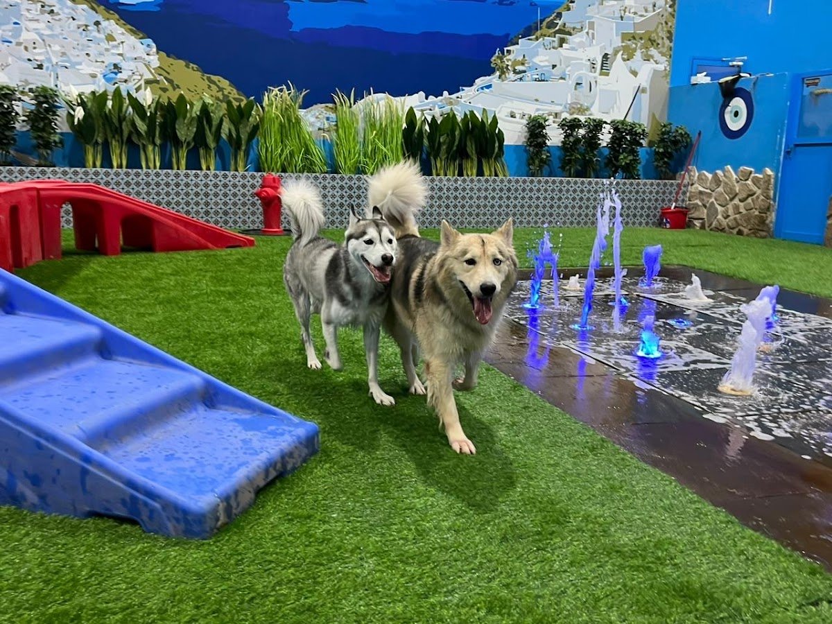 Petsville DIP | Luxury Pet Staycations | Active Daycare | Grooming