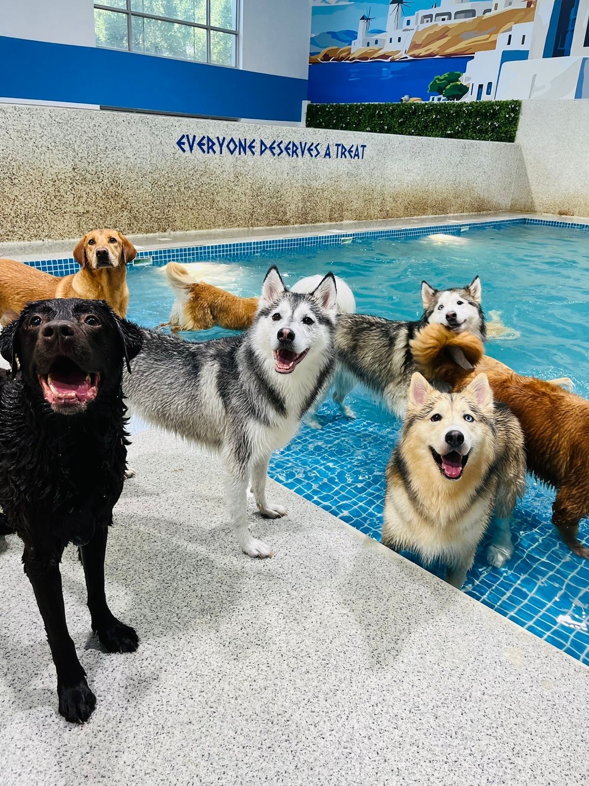 Petsville DIP | Luxury Pet Staycations | Active Daycare | Grooming 3