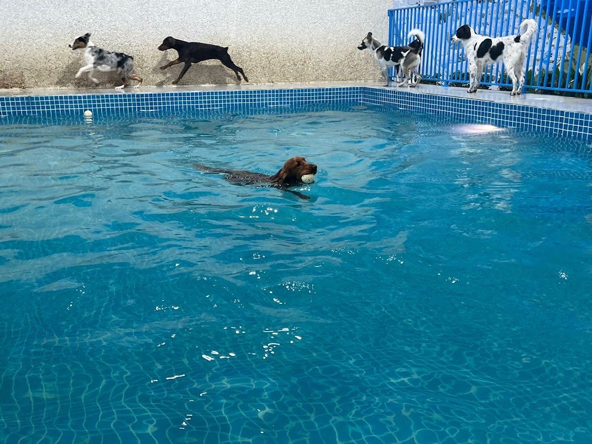 Petsville DIP | Luxury Pet Staycations | Active Daycare | Grooming 4