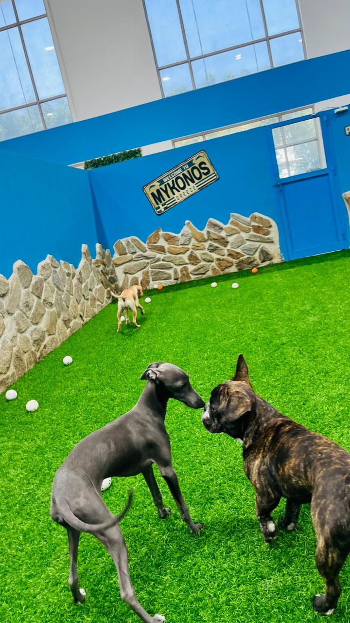 Petsville DIP | Luxury Pet Staycations | Active Daycare | Grooming 5