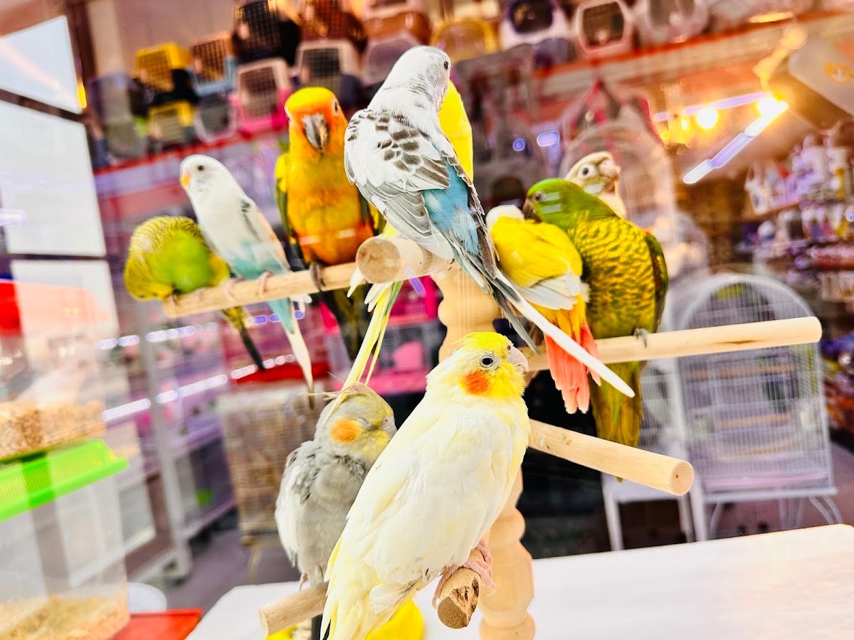 AL mina birds and animals market photo 4