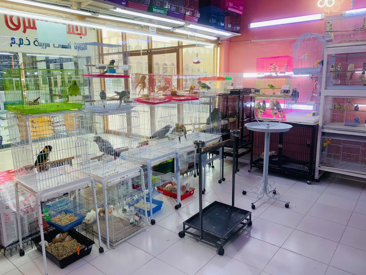 AL mina birds and animals market photo 5