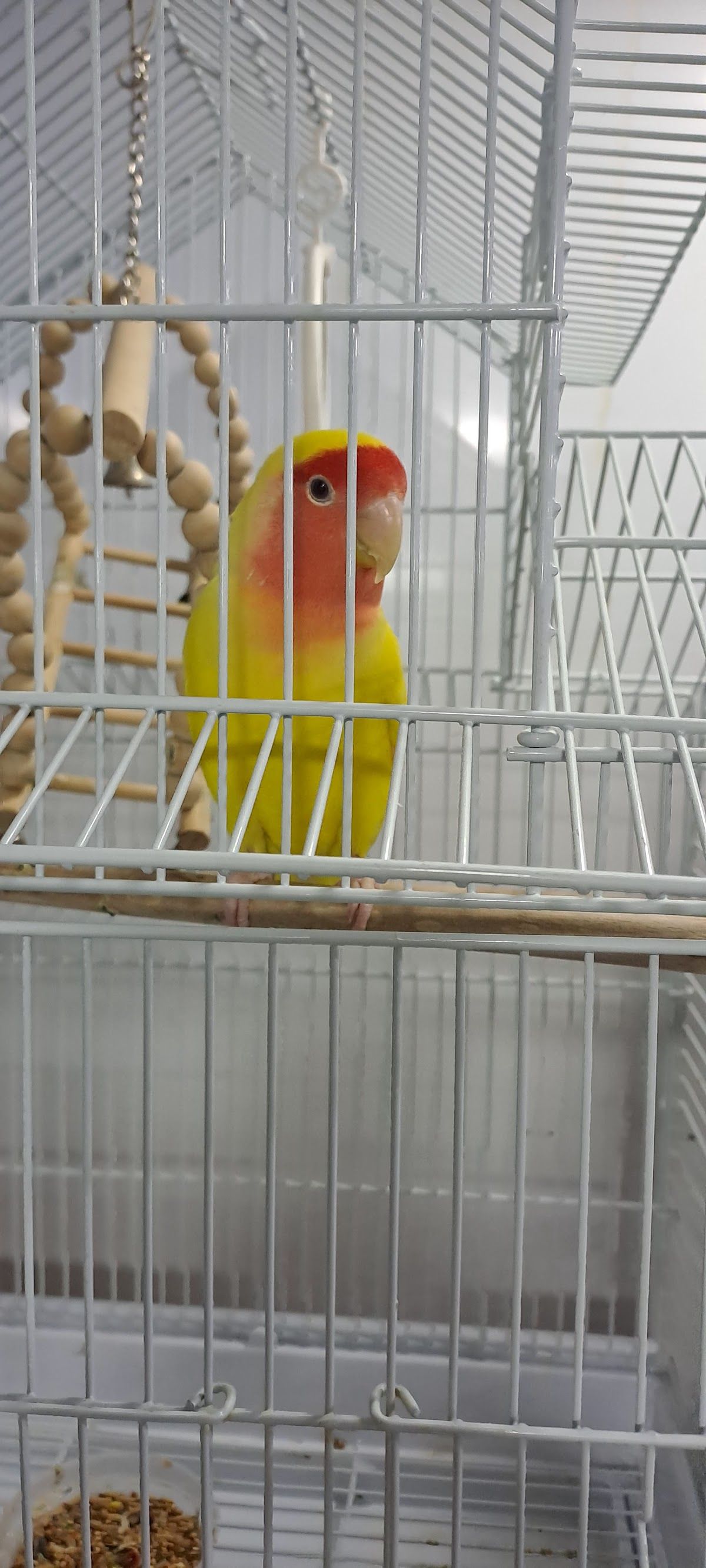 Excellence Pets 3