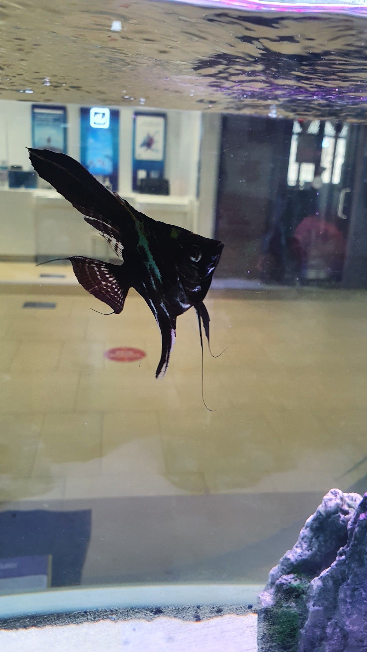 The Petshop - Aswaaq Mall 4