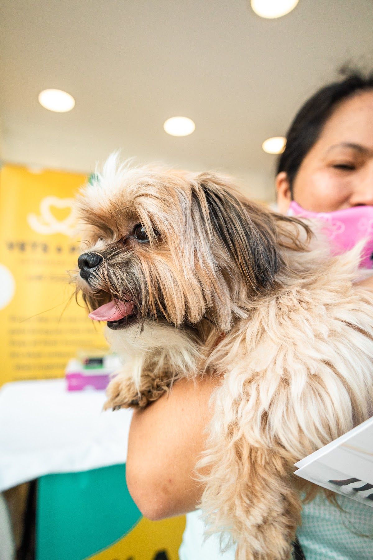 VETS & PETS Dubai - Italian Veterinary Clinic 3