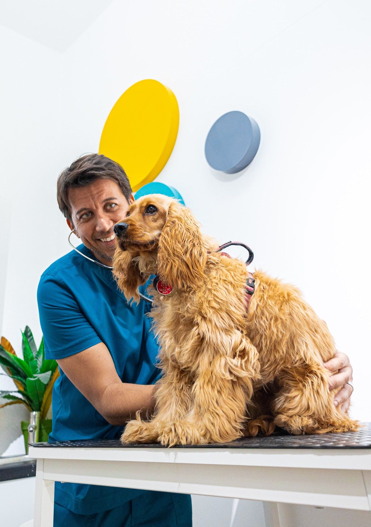 VETS & PETS Dubai - Italian Veterinary Clinic 4