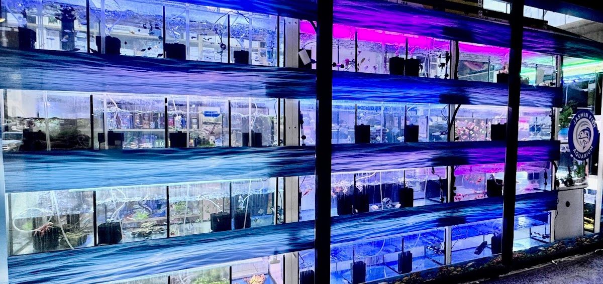 Jasmin Fish Aquarium 2