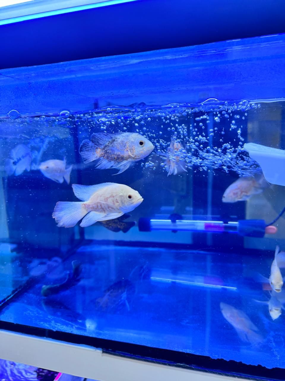 Jasmin Fish Aquarium 3