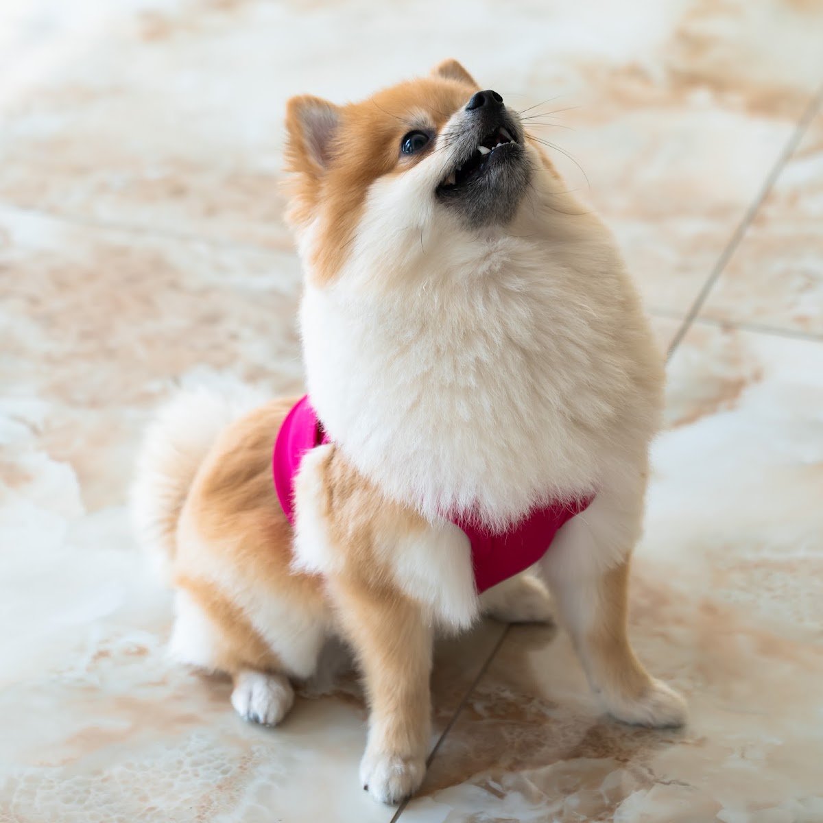 The Pet Hotel