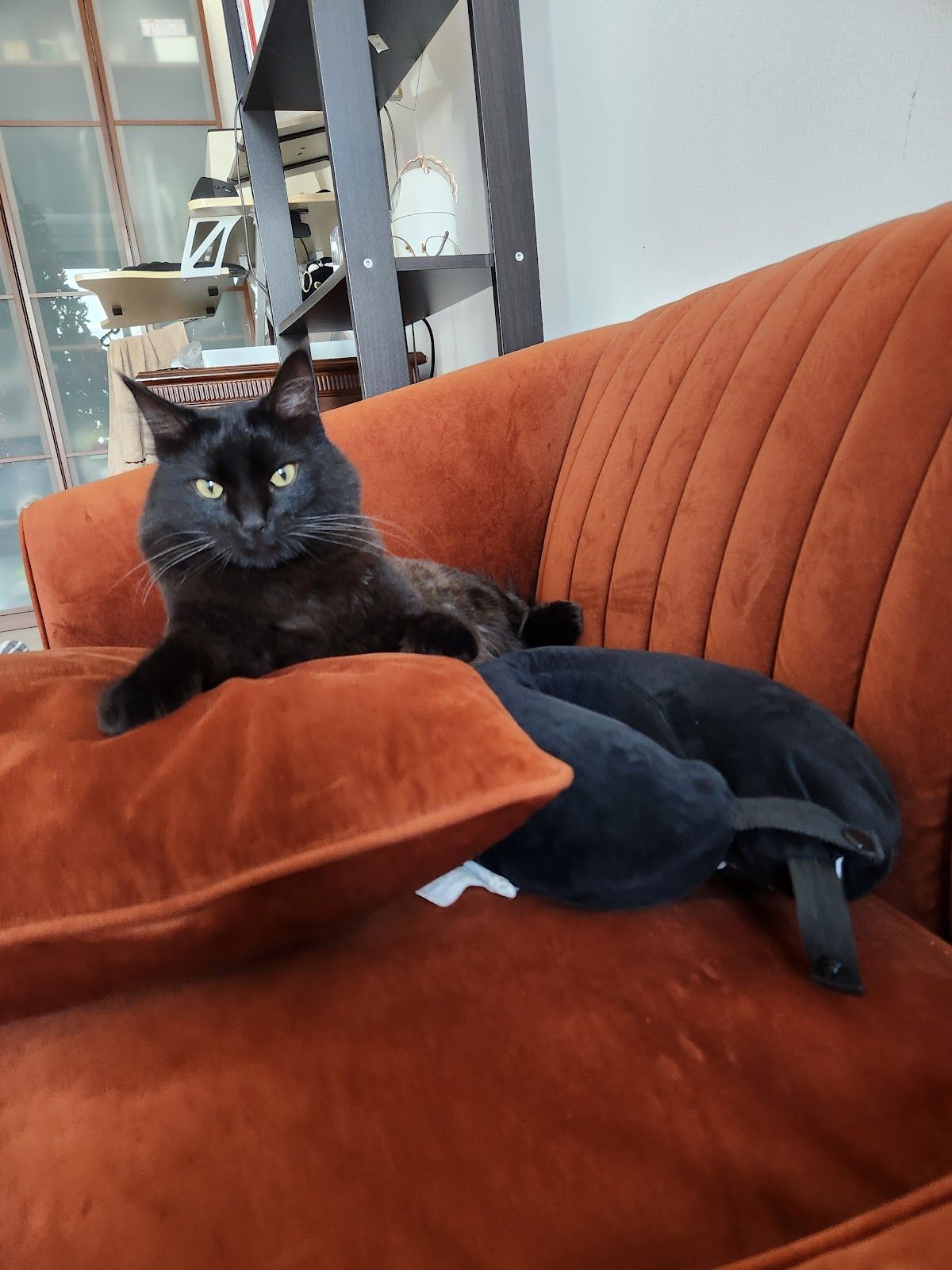 Animalia Veterinary Clinic LLC 3