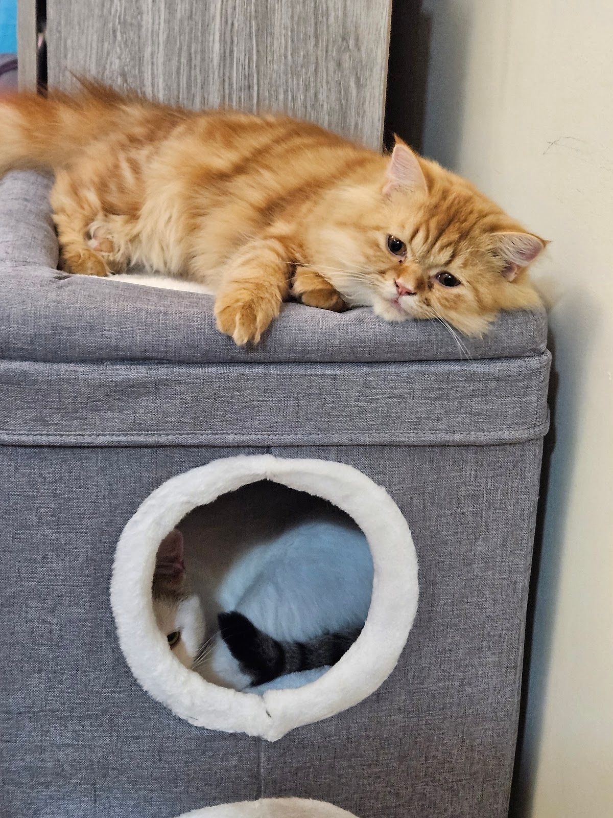 Animalia Veterinary Clinic LLC 5