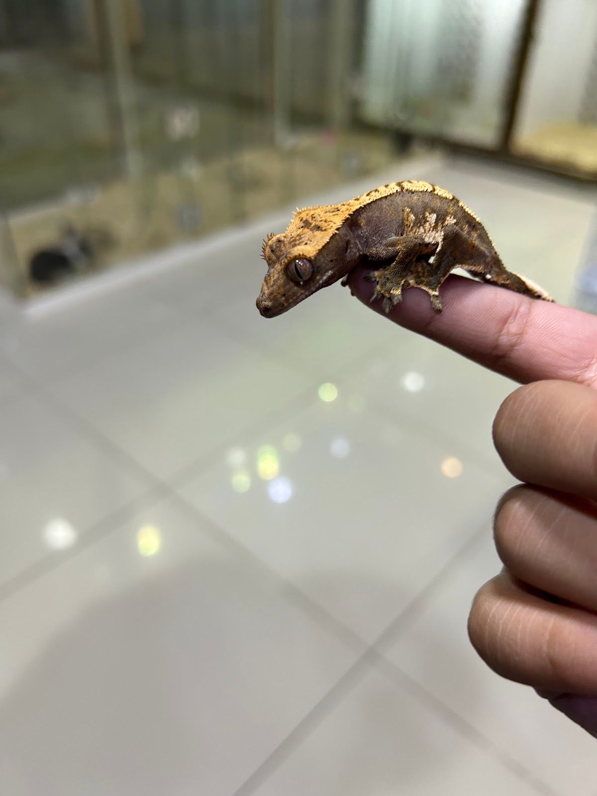 Dubai Reptiles 2