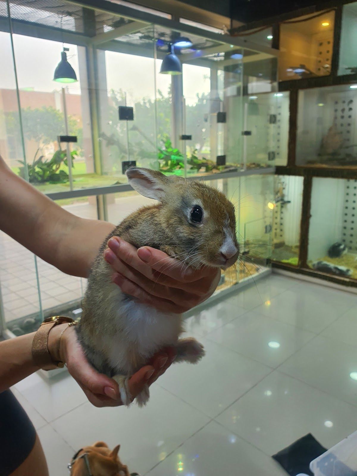 Dubai Reptiles 4