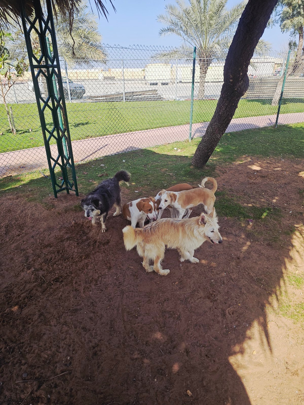 RAK Animal Welfare Centre photo 3