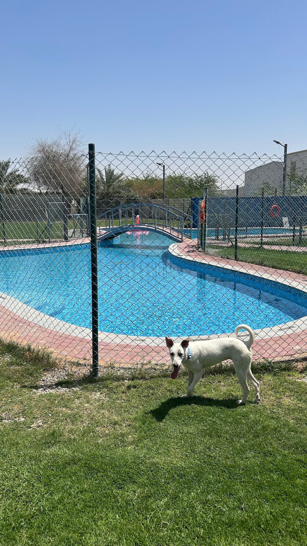 RAK Animal Welfare Centre photo 4