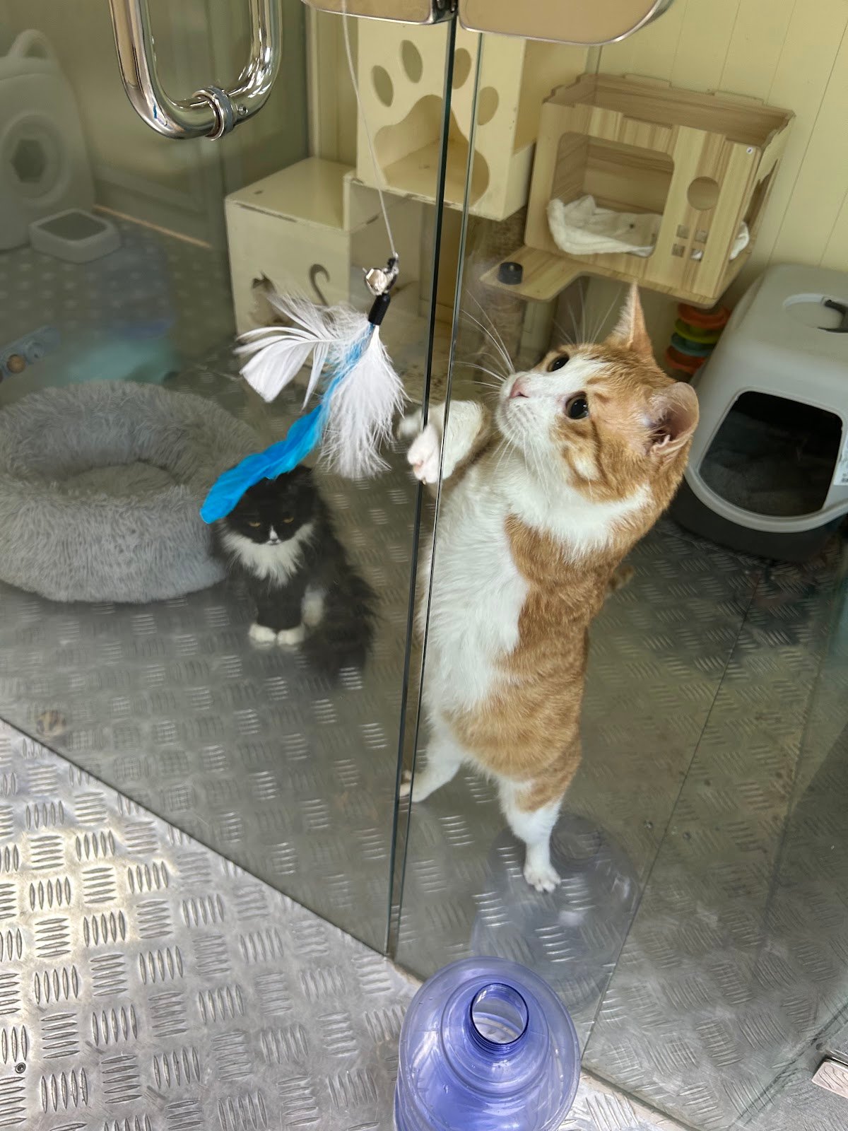 RAK Animal Welfare Centre photo 5