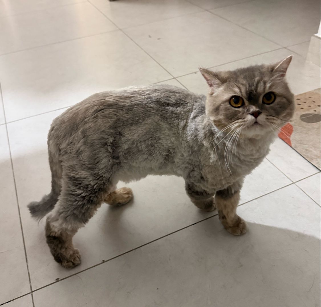 Furby Pets 2