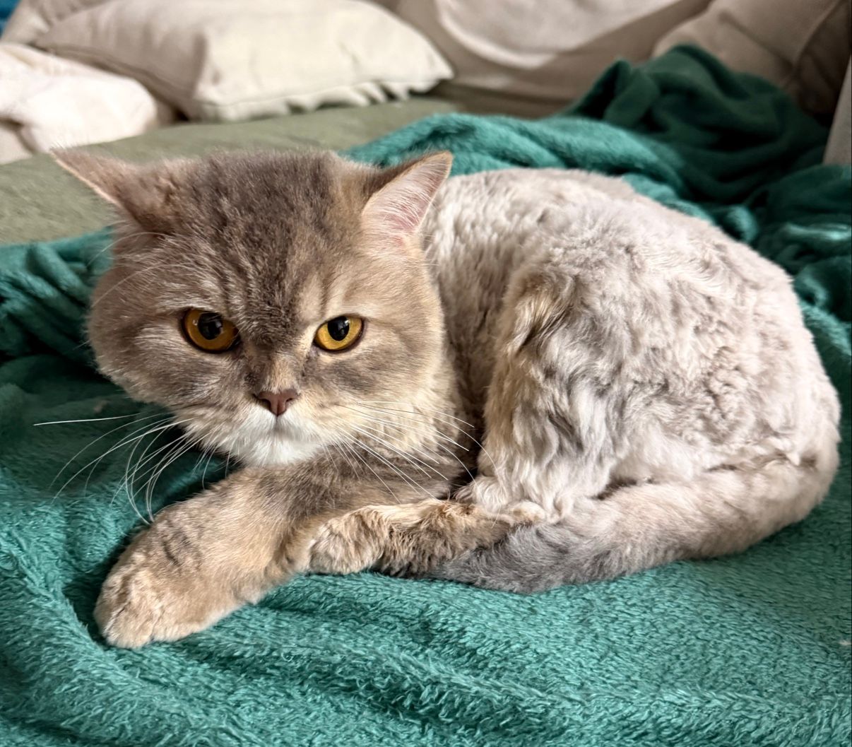Furby Pets 3