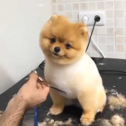 Mobile Pet Grooming Dubai