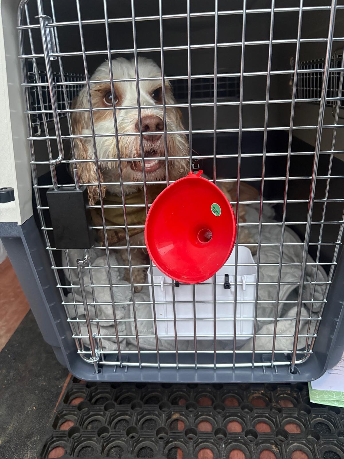 Relocate My Pet photo 3