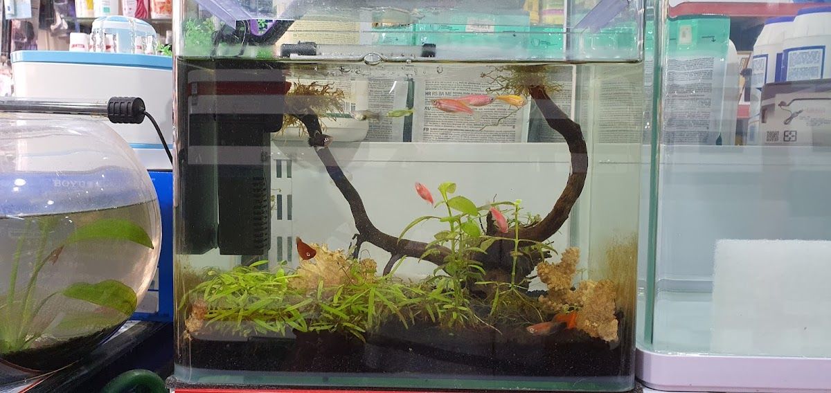 World of Fishes 4