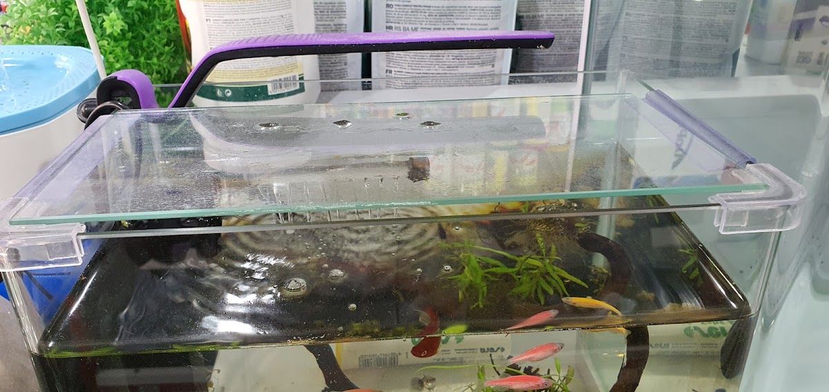 World of Fishes 5