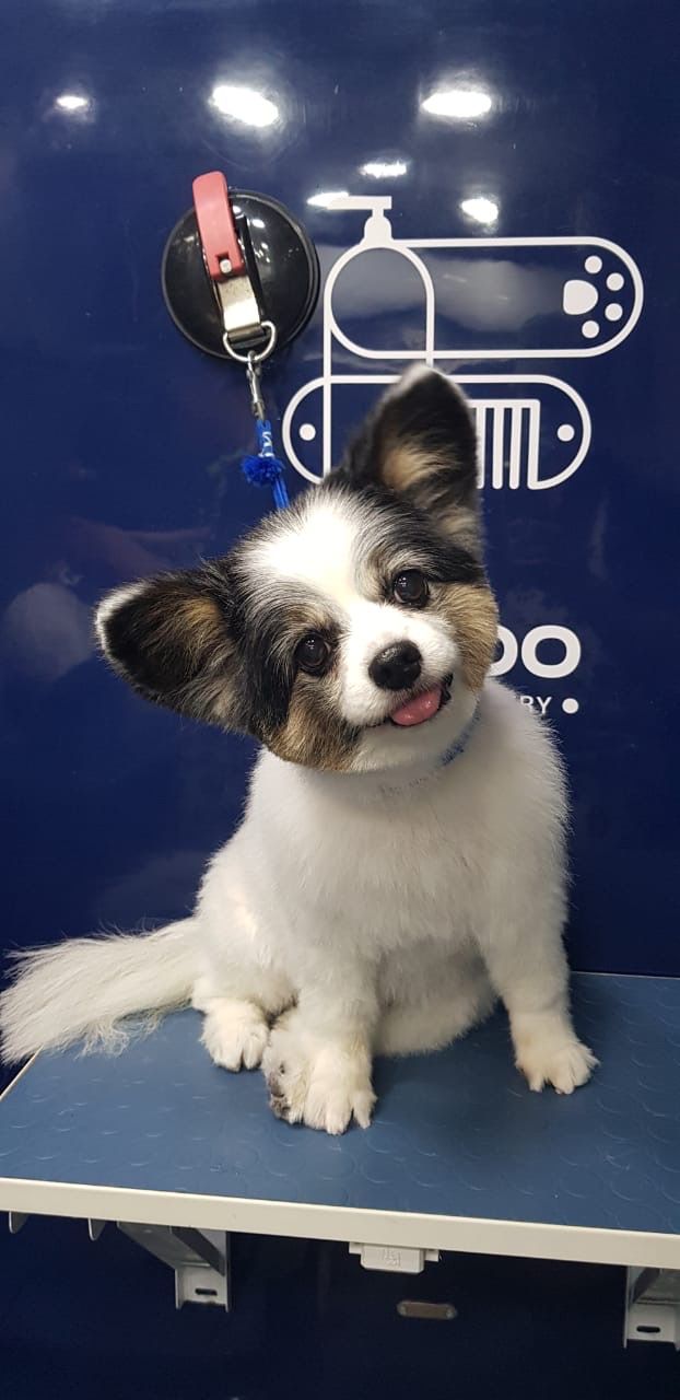 Faroo Pet Grooming