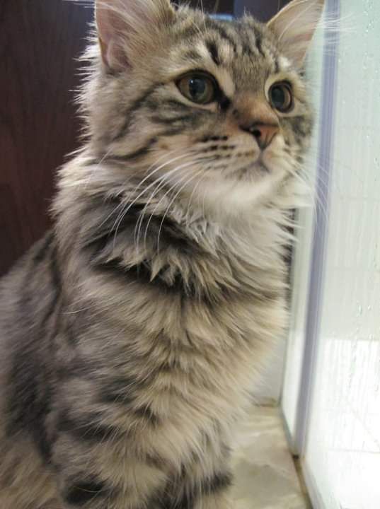Faroo Pet Grooming 2