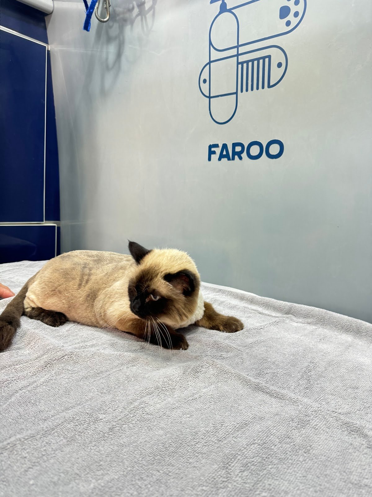 Faroo Pet Grooming photo 4
