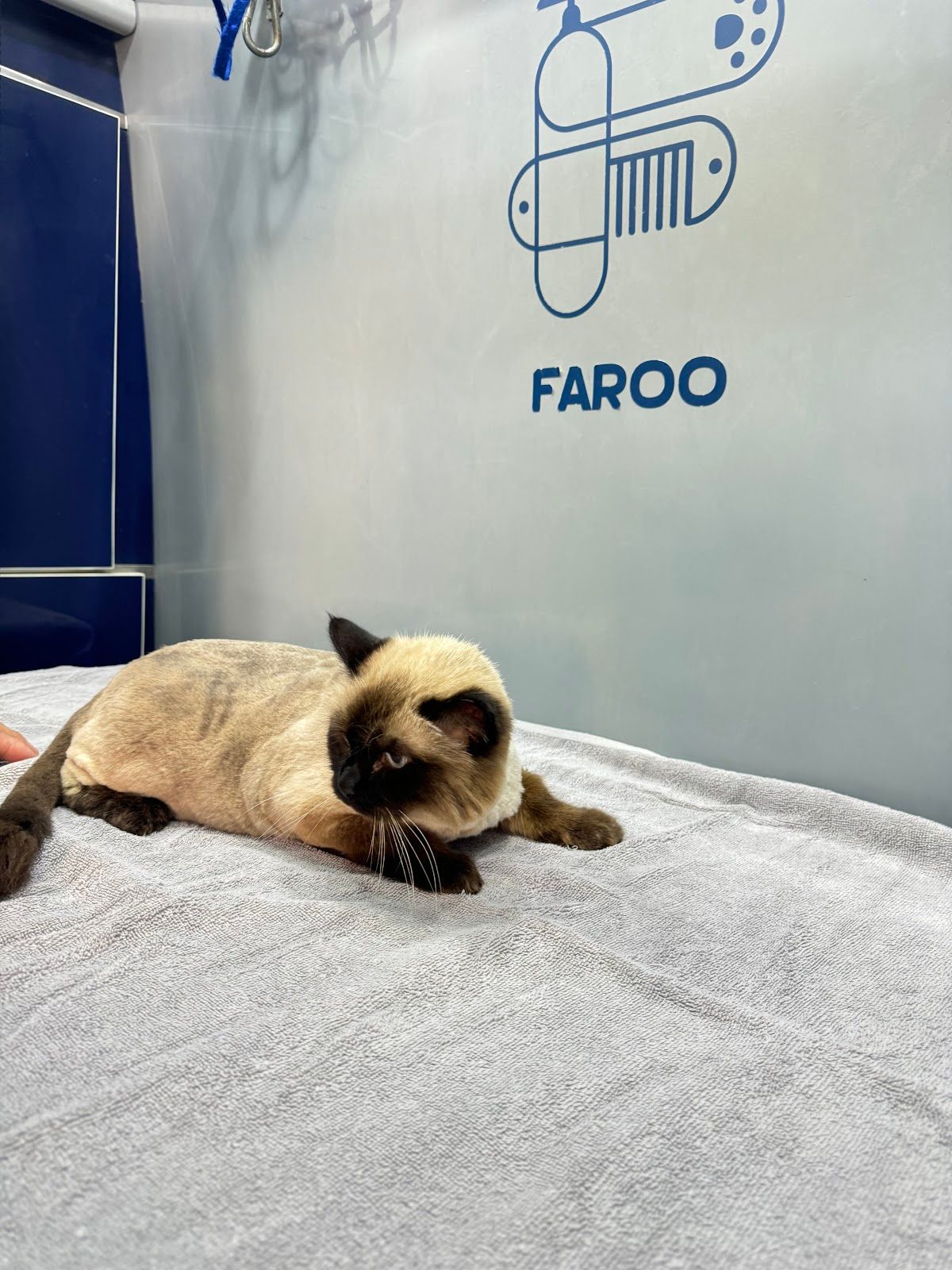 Faroo Pet Grooming 4